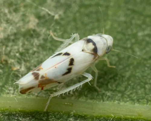 Eratoneura lunata