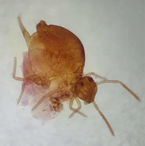 Polykatianna sminthurina