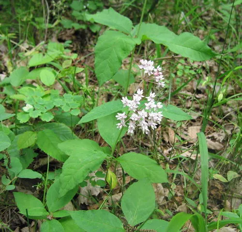 four-leaved milkweed
