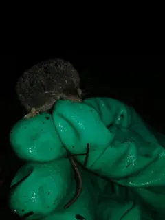 Trowbridge's Shrew thumbnail 2