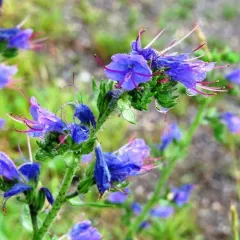 viper's-bugloss thumbnail 3