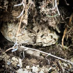 American Yellowjacket thumbnail 2