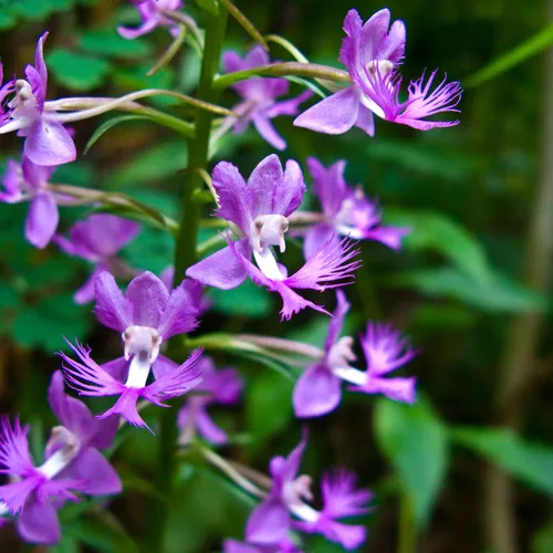 Shriver's frilly orchid