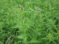 Welted Thistle thumbnail 3