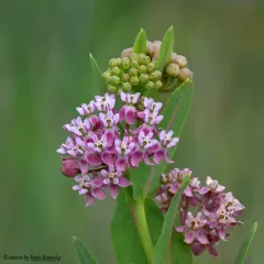 prairie milkweed thumbnail 2