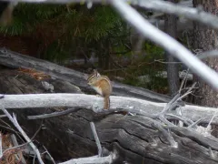 Shadow Chipmunk thumbnail 4