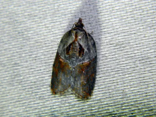 Acleris inana