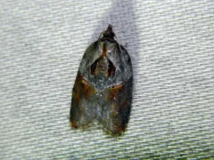 Acleris inana thumbnail 1