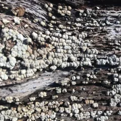 ceramic parchment thumbnail 4
