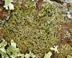 Comet-spored lichen thumbnail 2