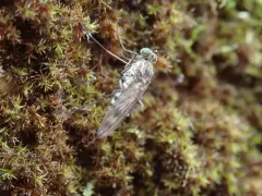 Liancalus genualis thumbnail 2