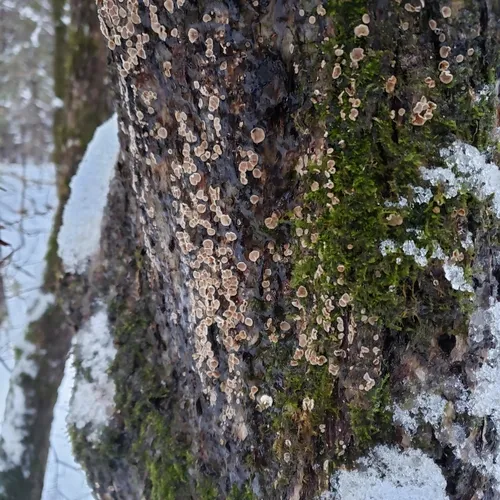 Smooth Patch Disease