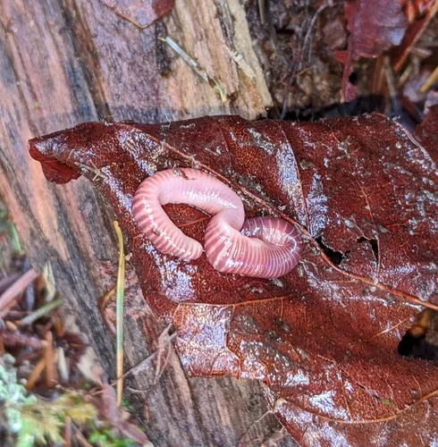 Redworm