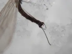 Trichocera salmani thumbnail 4