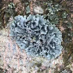 Hoary Rosette Lichen thumbnail 2