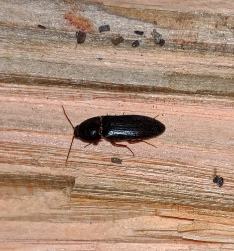 Ampedus rhodopus