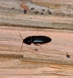 Ampedus rhodopus thumbnail 1