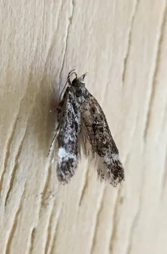 Chionodes periculella