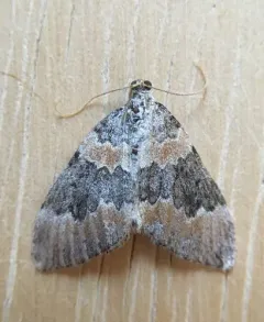 Dysstroma brunneata thumbnail 2