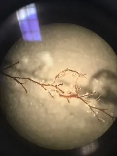 Caprella laeviuscula thumbnail 1