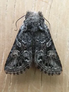 Lacinipolia acutipennis thumbnail 2