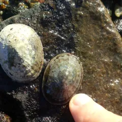Tortoiseshell Limpet thumbnail 2