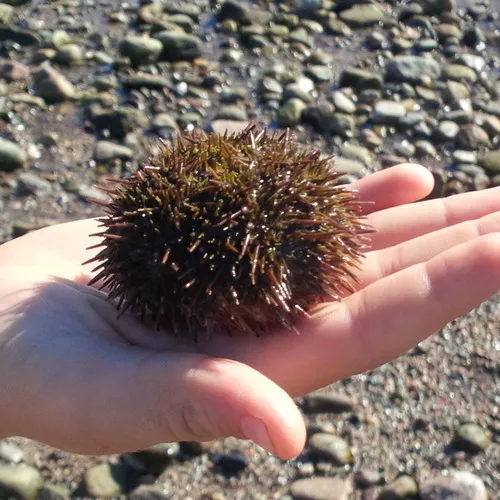 Arctic Green Sea Urchin