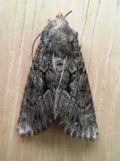Apamea longula thumbnail 3