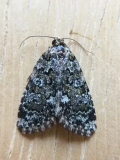 Cryphia Moth thumbnail 3