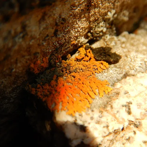 Sugared Sunburst Lichen