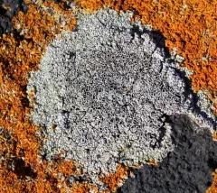 Varying Rim Lichen thumbnail 2
