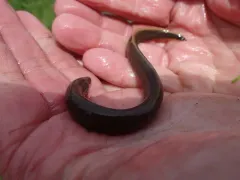 Northern Brook Lamprey thumbnail 1