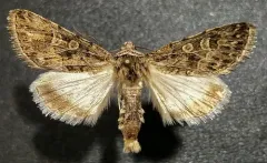 Sympistis augustus thumbnail 1