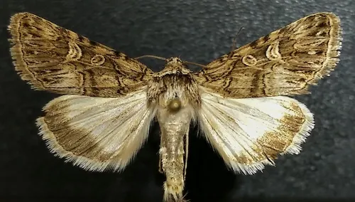 Sympistis insanina