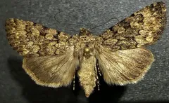 Sympistis glennyi thumbnail 2