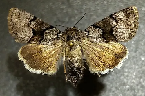Sympistis funebris