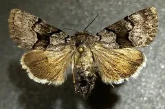 Sympistis funebris thumbnail 1