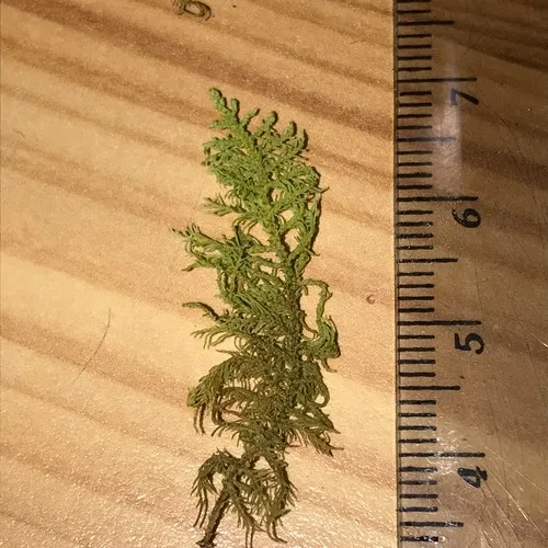 Hook-leaved Fern Moss