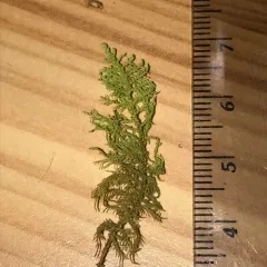 Hook-leaved Fern Moss thumbnail 1