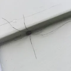 Eastern Harvestman thumbnail 4