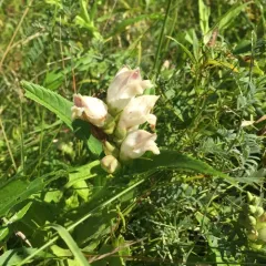 white turtlehead thumbnail 3