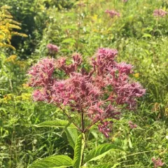 spotted Joe-Pye weed thumbnail 2