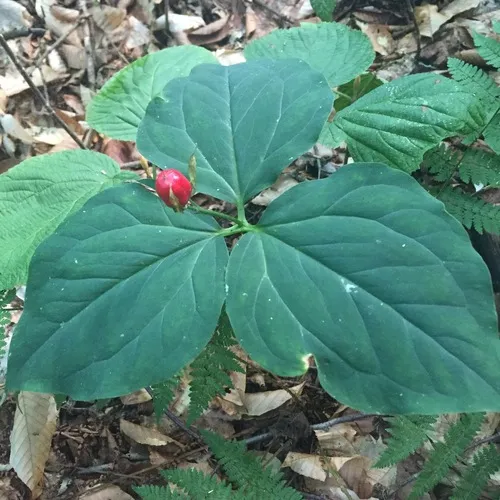 painted trillium