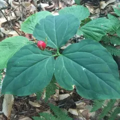 painted trillium thumbnail 1