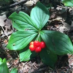 Canadian bunchberry thumbnail 4