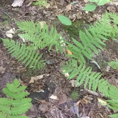 New York fern thumbnail 2