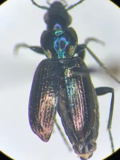 Beller's Ground Beetle thumbnail 2