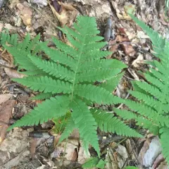 long beech fern thumbnail 3