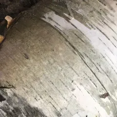 paper birch thumbnail 3