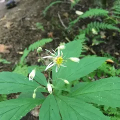 whorled wood aster thumbnail 2